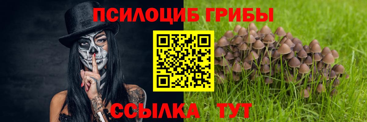 Галлюциногенные грибы Psilocybe Заинск